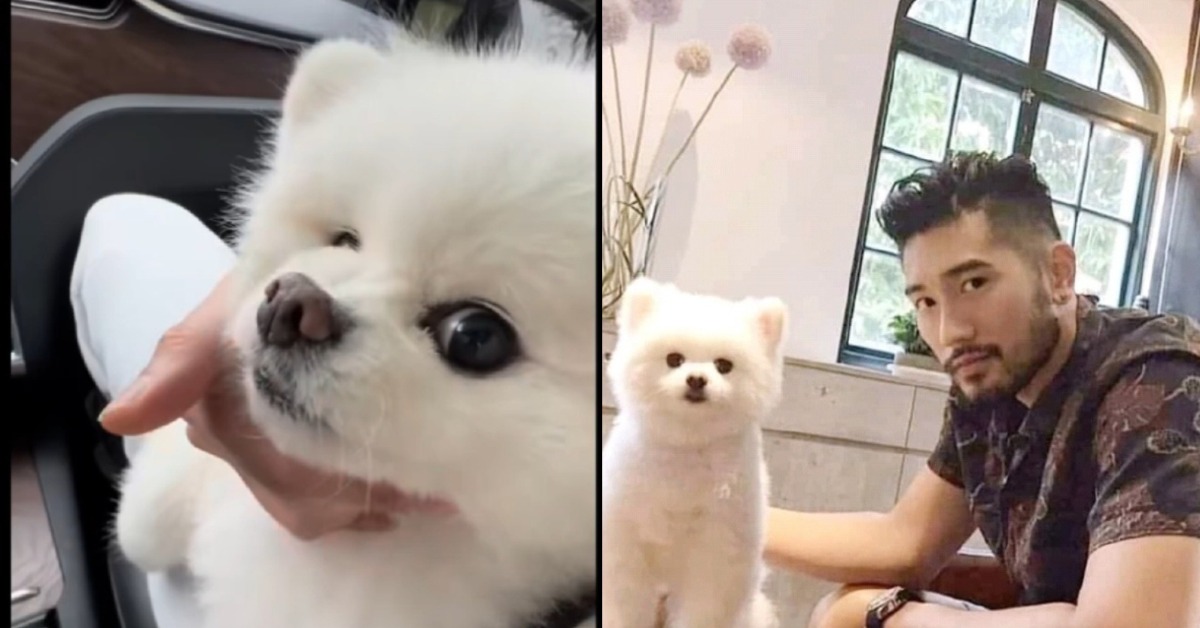 藝人高以翔生前愛犬傳出噩耗。(圖/翻攝自微博)
