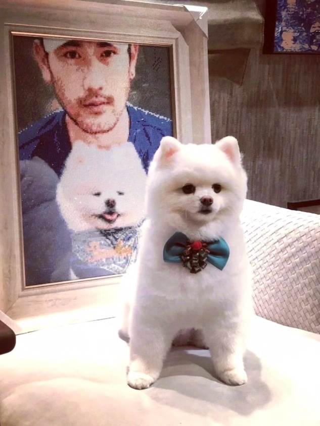 藝人高以翔生前經常愛犬分享和愛犬Theo的照片。(圖/翻攝自微博)