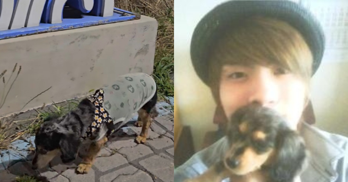 男團SHINee成員鐘鉉生前愛犬Roo(星露)離世。(圖/翻攝自 IG)
