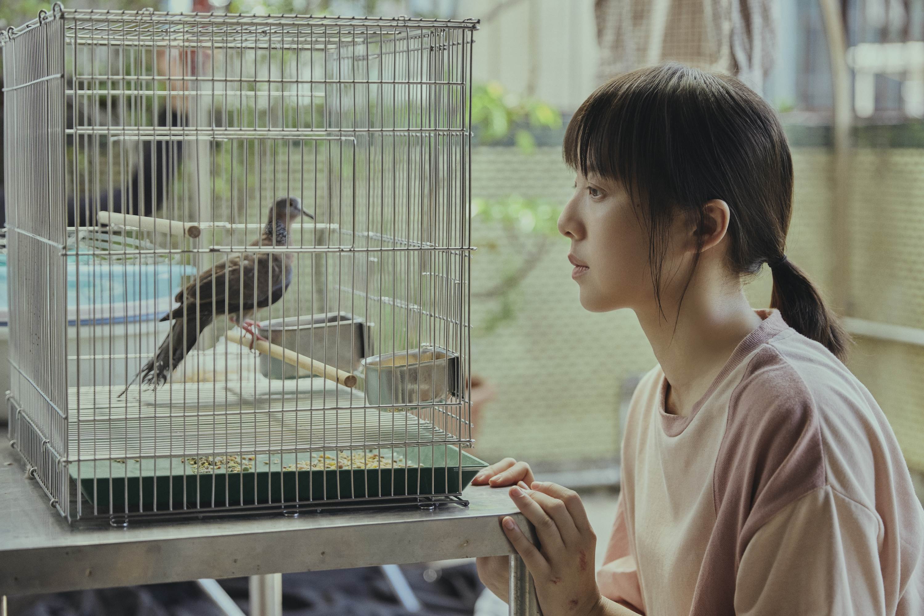 告五人〈癒合〉MV除了金馬影后鍾雪瑩,還有一隻演技細膩的「斑鳩」。(圖/相信音樂提供)