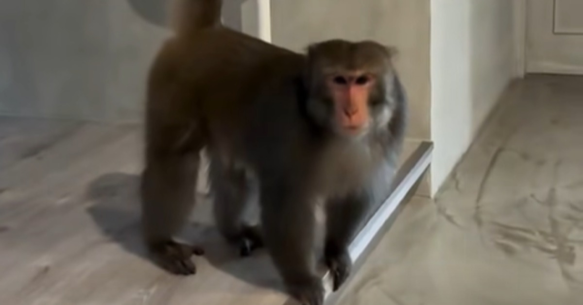 袁艾菲2021年買下新店山區40坪公寓後，去年同一隻猴子就曾兩度闖入家中。（圖／翻攝自袁艾菲臉書）