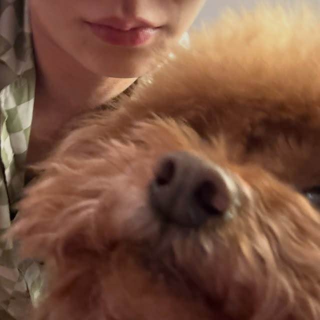 男團SHINee成員Key（金起範）養的咖啡色貴賓叫Comde、灰色的則是Garcons。（圖／翻攝自Key IG）