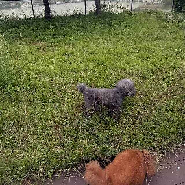 男團SHINee成員Key（金起範）養的咖啡色貴賓叫Comde、灰色的則是Garcons。（圖／翻攝自Key IG）