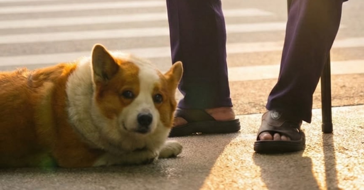 網紅柯基犬大大病逝。（圖／翻攝自IG@corgimango）