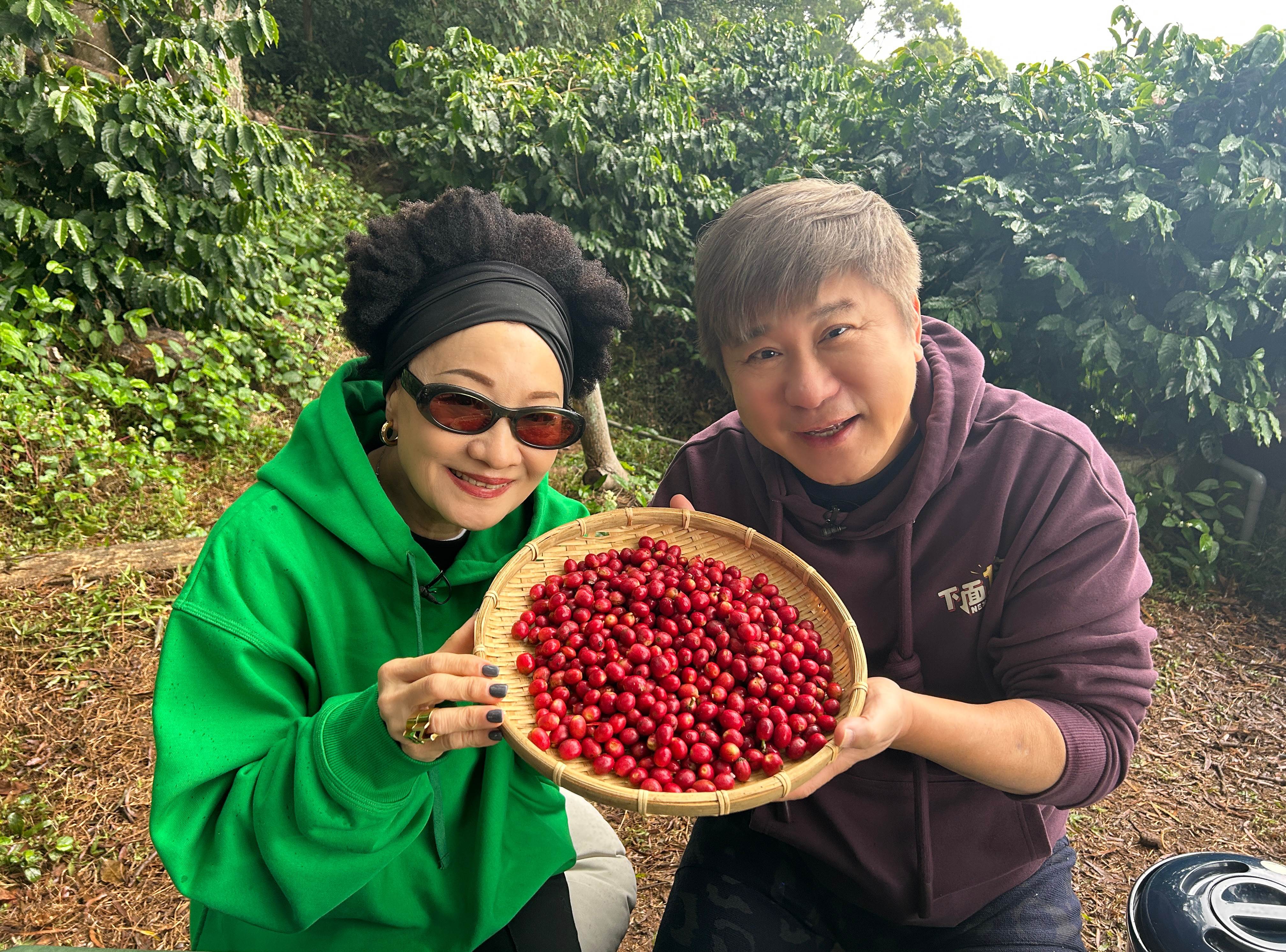 胡瓜與比莉到全台唯一的活火山咖啡體驗採咖啡豆。（圖／下面一位提供）