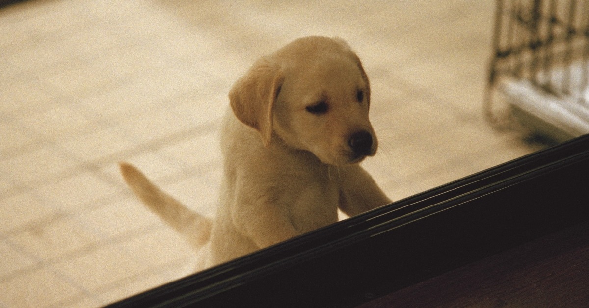 《再見了，可魯》本片當年不僅全台熱賣9000萬台幣，更登頂年度最賣座日本電影。（圖／采昌國際多媒體提供）