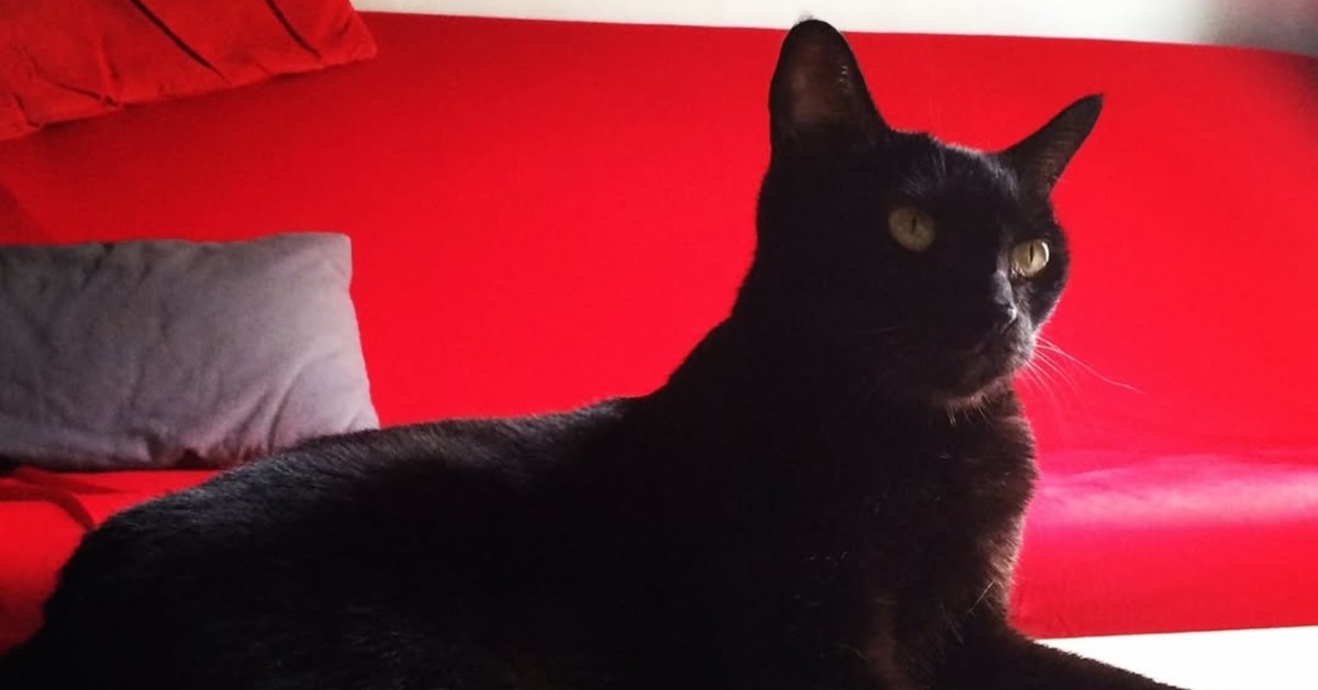 黑貓Socles離世。（圖／翻攝自黃阿瑪的後宮生活IG） 