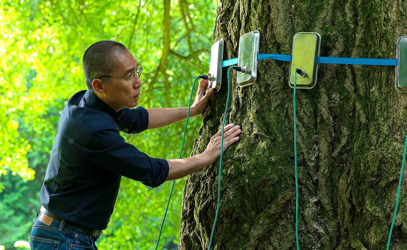 梁朝偉《你是不會當樹嗎》助銀杏樹完成第一次的「性體驗」。（圖／海鵬影業）