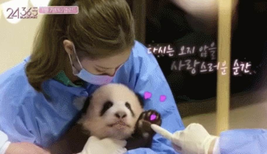 南韓女團BLACKPINK成員Jennie（金珍妮）在2020年11月錄製團綜《24/365 with BLACKPINK》，曾和「內娛頂流」福寶近距離互動。（圖／翻攝自微博）