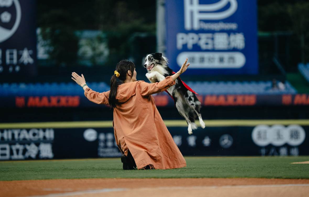  邊境牧羊犬「波特」特別演出。（圖／華納）