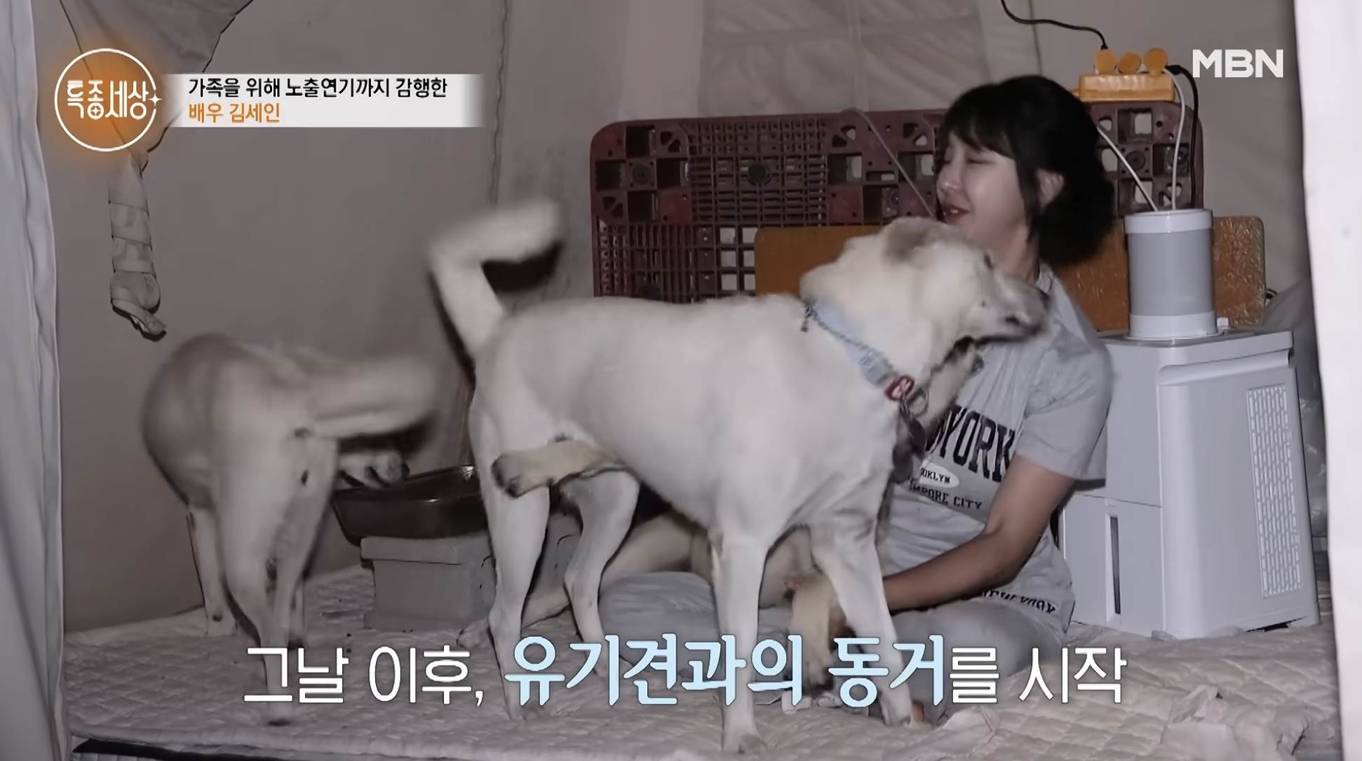 南韓女星金世仁（김세인）照顧著15隻流浪動物。（圖／翻攝自특종세상 - 그때 그 사람 특종세상 &nbsp;YouTube）